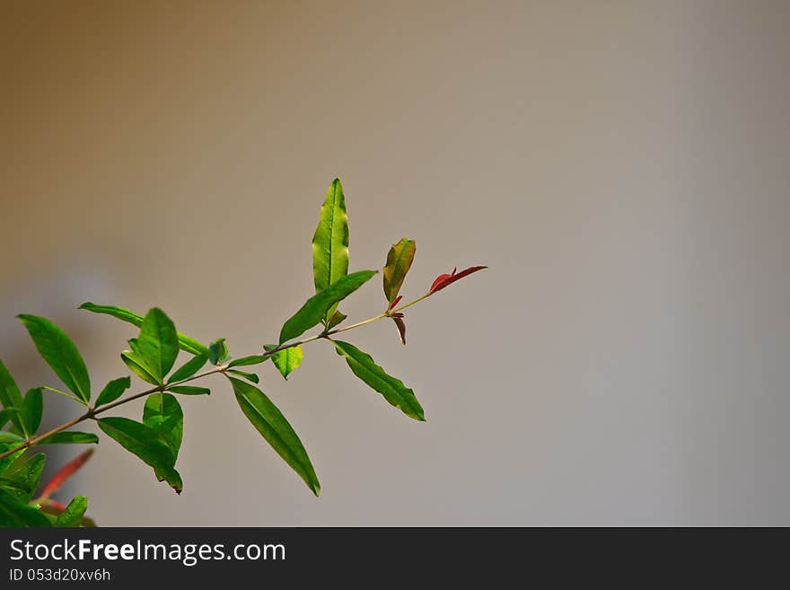 Pomegranate Leaf