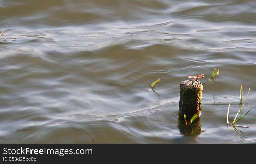 Dragonfly on a pole in the water.