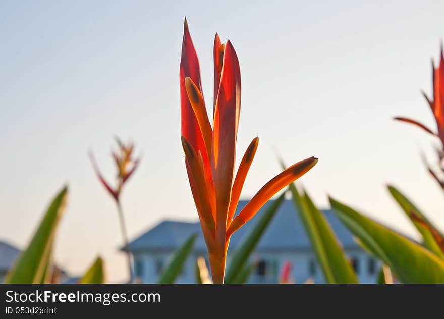 Bird of Paradise with home background