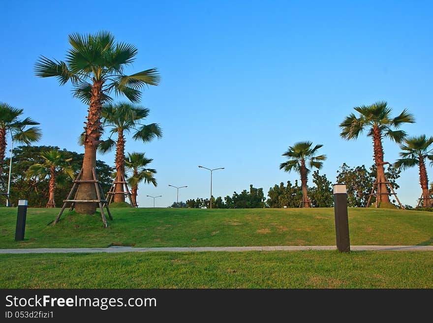 Palm garden with cler sky