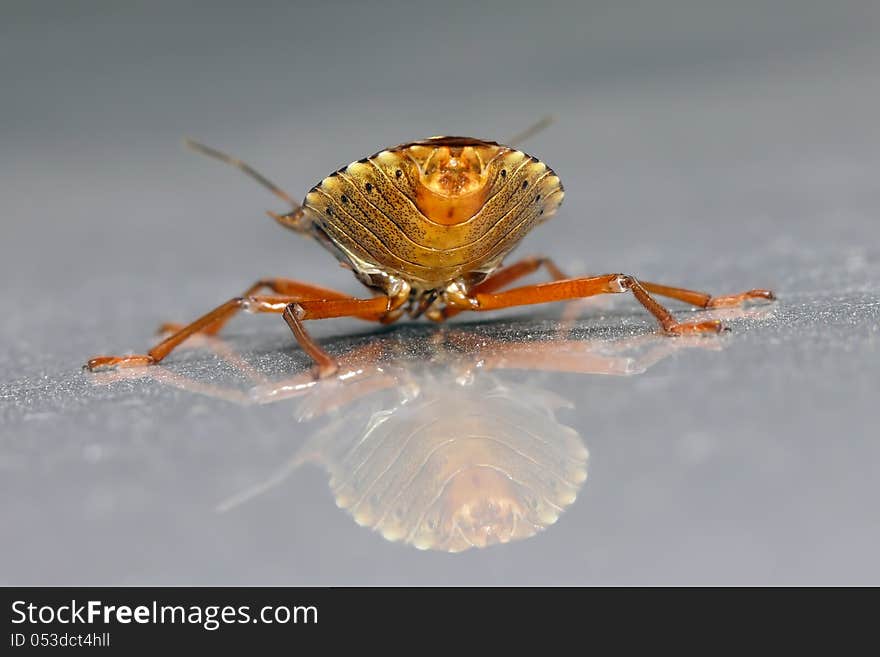 Forest bug (Pentatoma rufipes) - from another side with reflection. Forest bug (Pentatoma rufipes) - from another side with reflection.