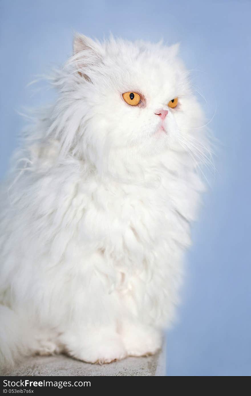 Portrait of a white Persian cat isolated on blue sky background