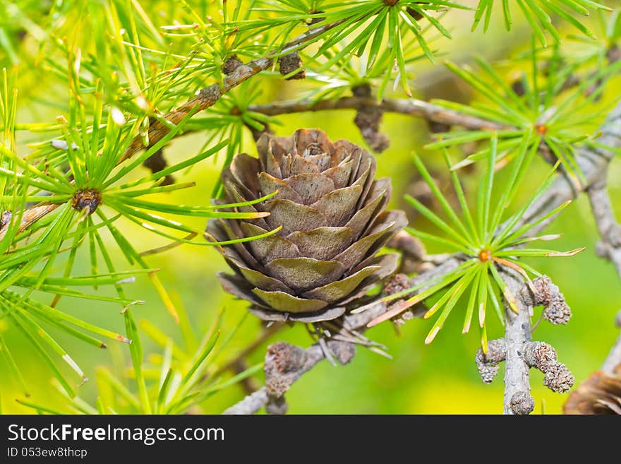 Dry larch cone and needles