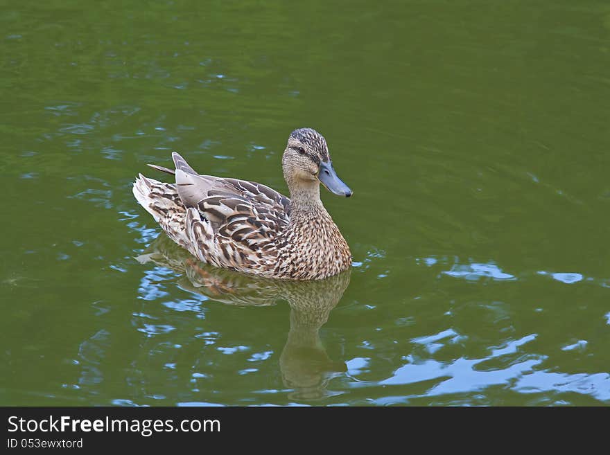 Image of a female mallard duck (Anas platyrhynchos) swimming in the pond in Feofaniya park in Kiev. Image of a female mallard duck (Anas platyrhynchos) swimming in the pond in Feofaniya park in Kiev