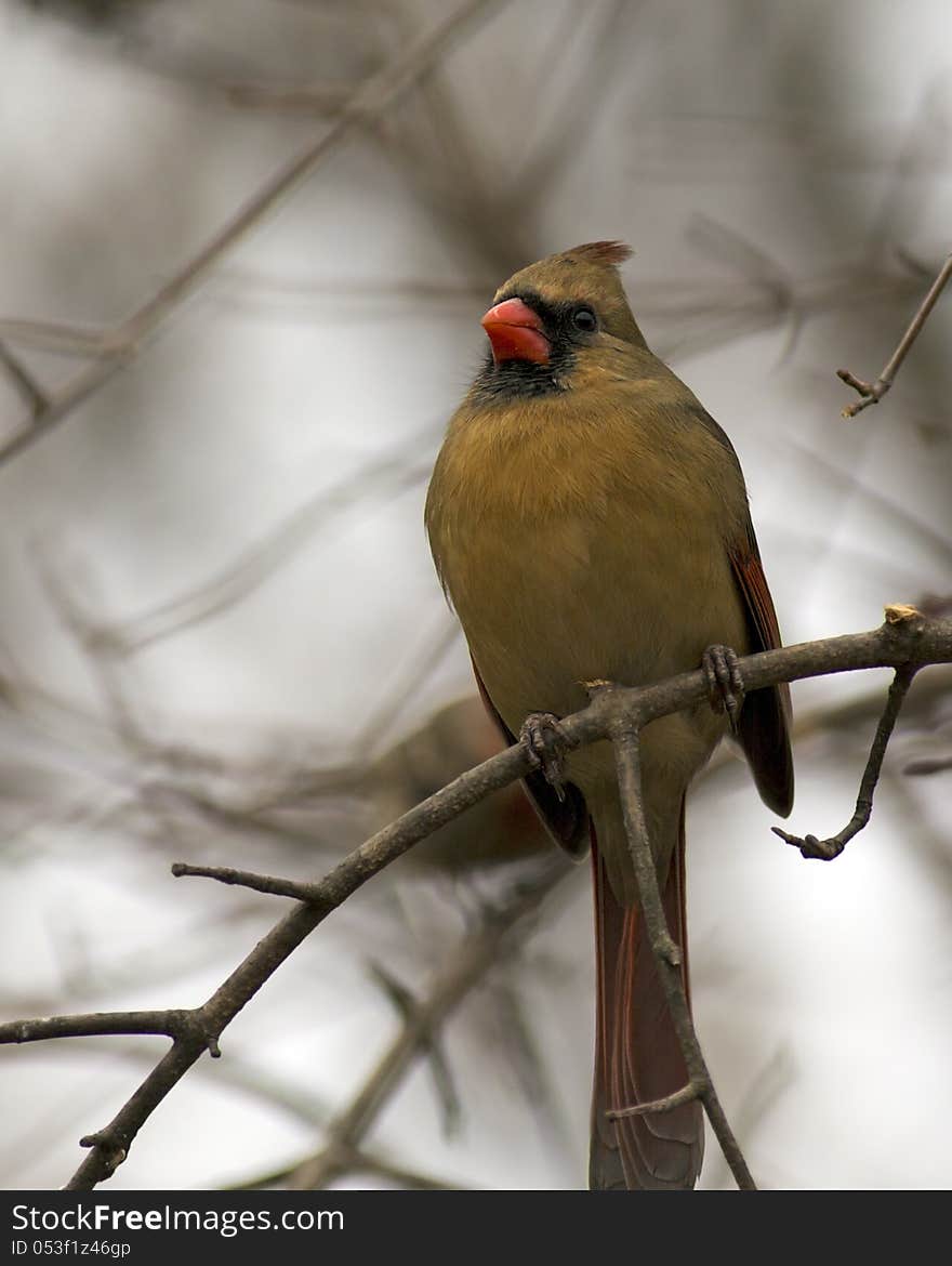 Female cardinal