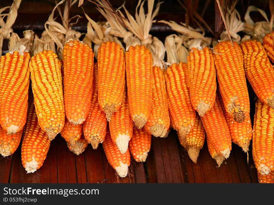 Dried Corn