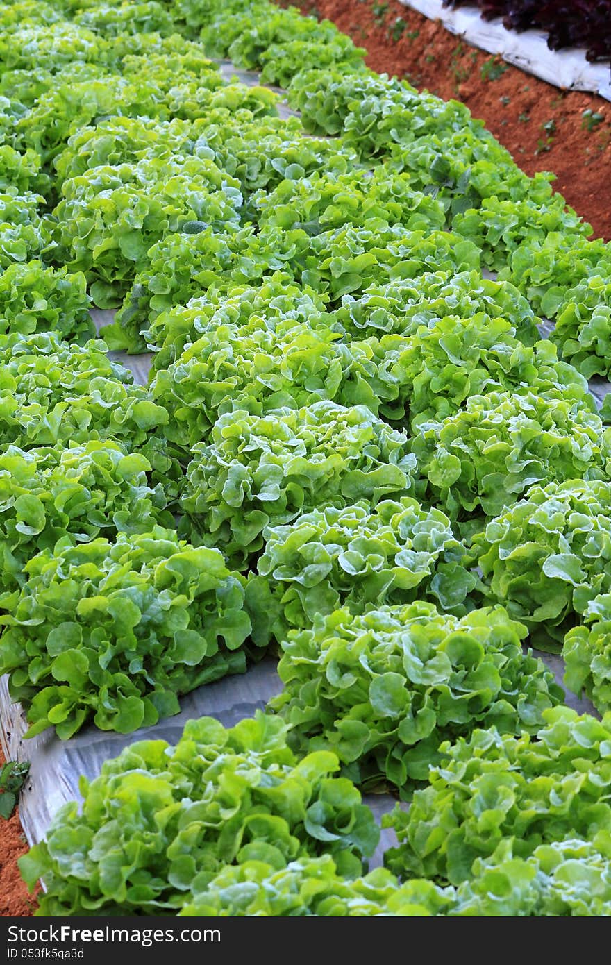 Vegetable Garden