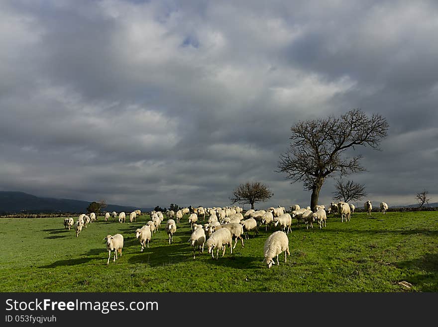 Fields in spring set amongst the hills with sheep grazing and a large oak on a cloudy sky. Fields in spring set amongst the hills with sheep grazing and a large oak on a cloudy sky.