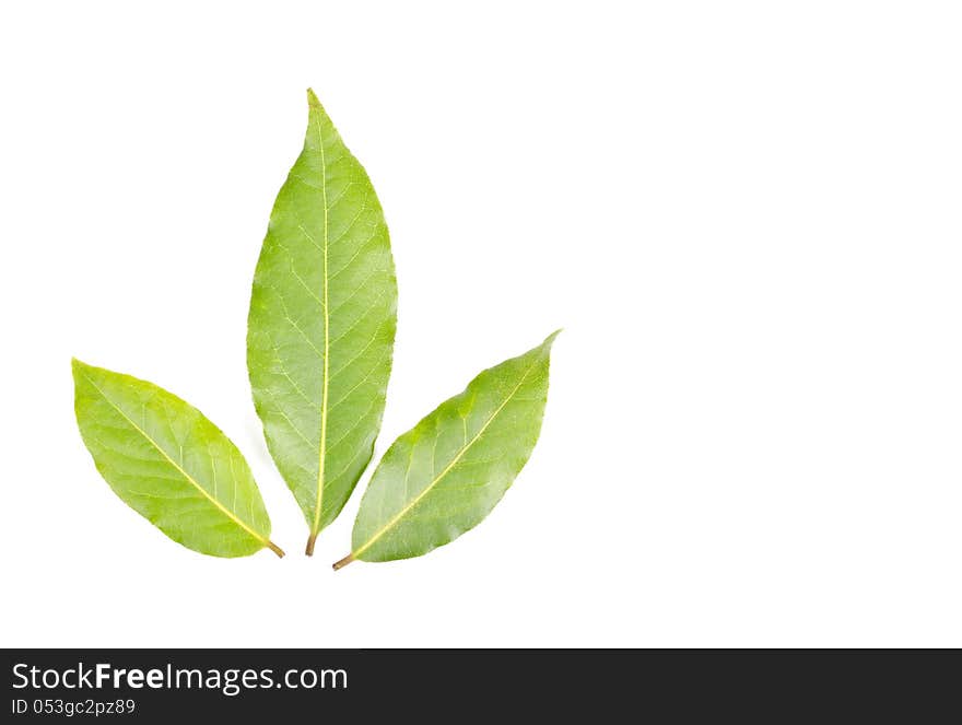 Bay Leaves