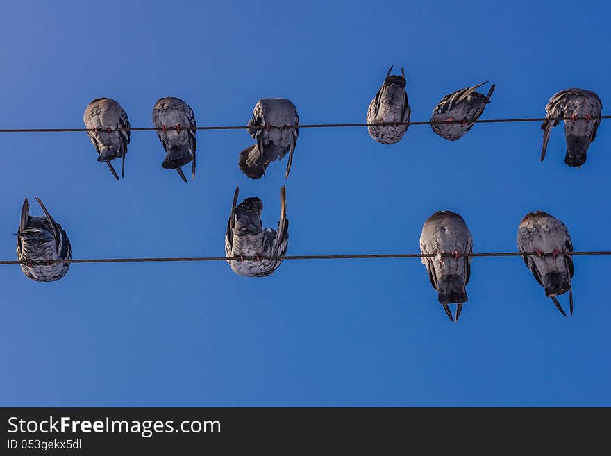 Pigeons on electrical cables