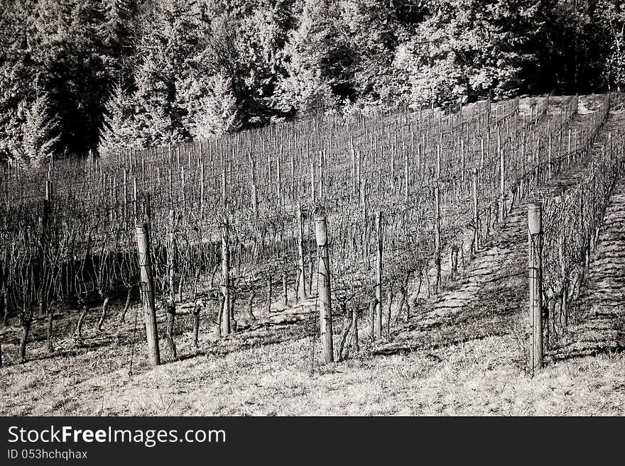 Vineyards, Willamette Valley In Infrared