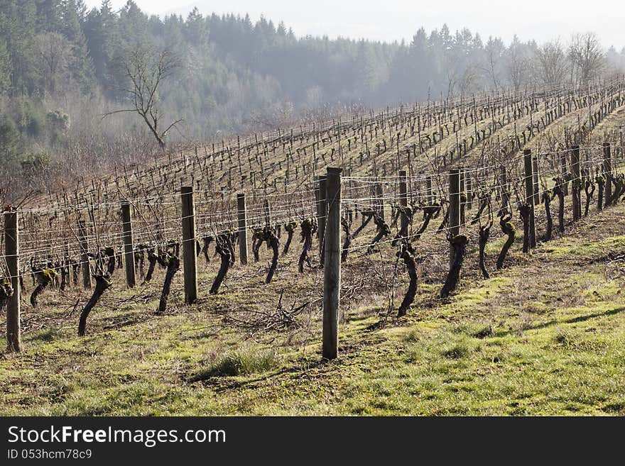 Vineyards, Northern Willamette Valley