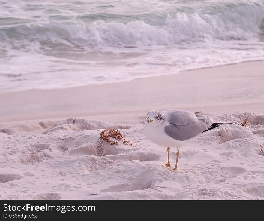 Gulls on Beach