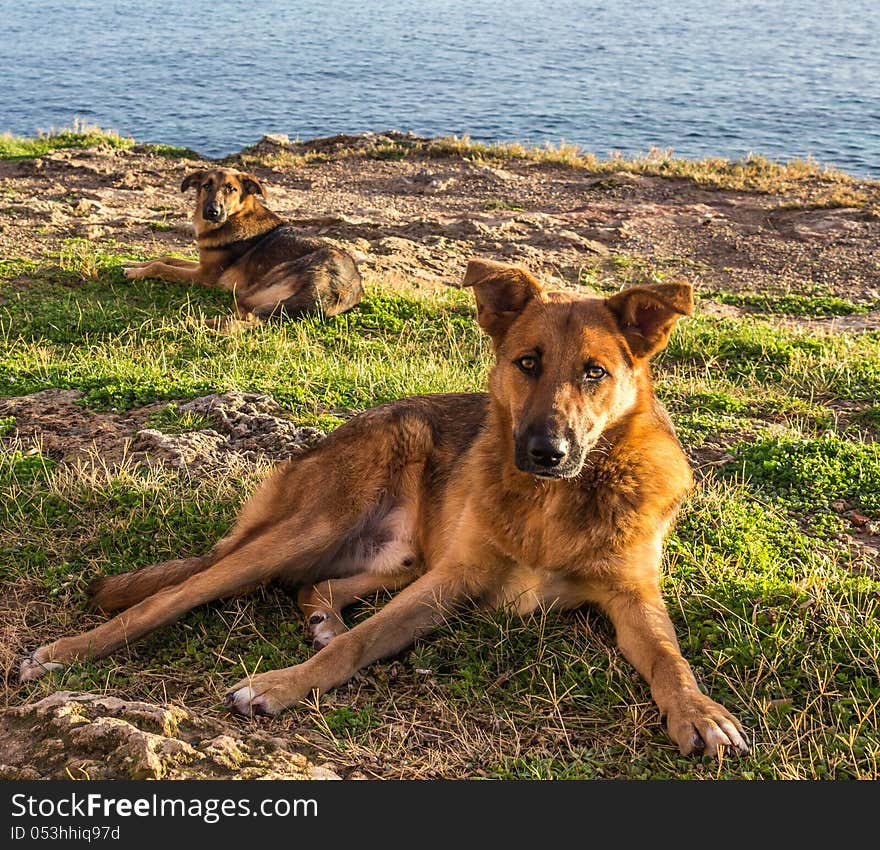 Stray dogs at coast