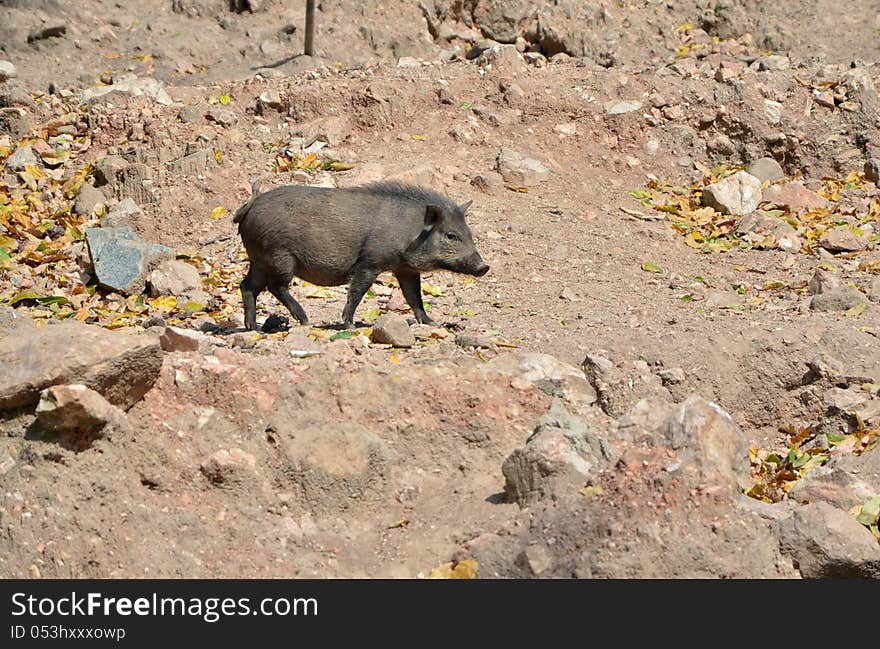 Wild boar in the wild nature