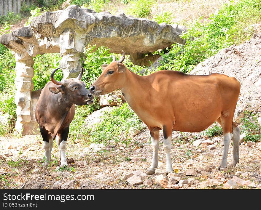 Banteng in rainforest of Thailand.