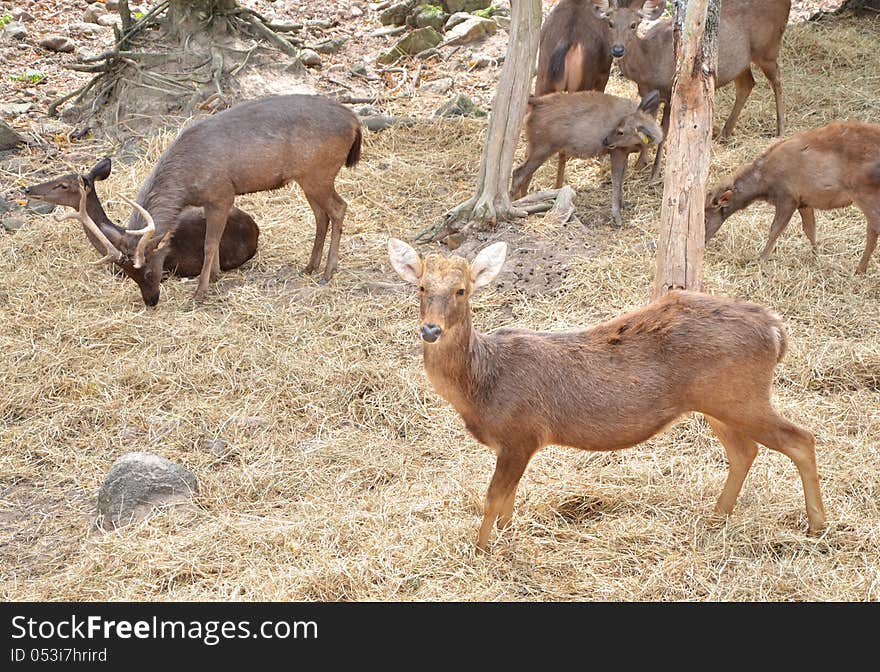 Sambar deer in forest