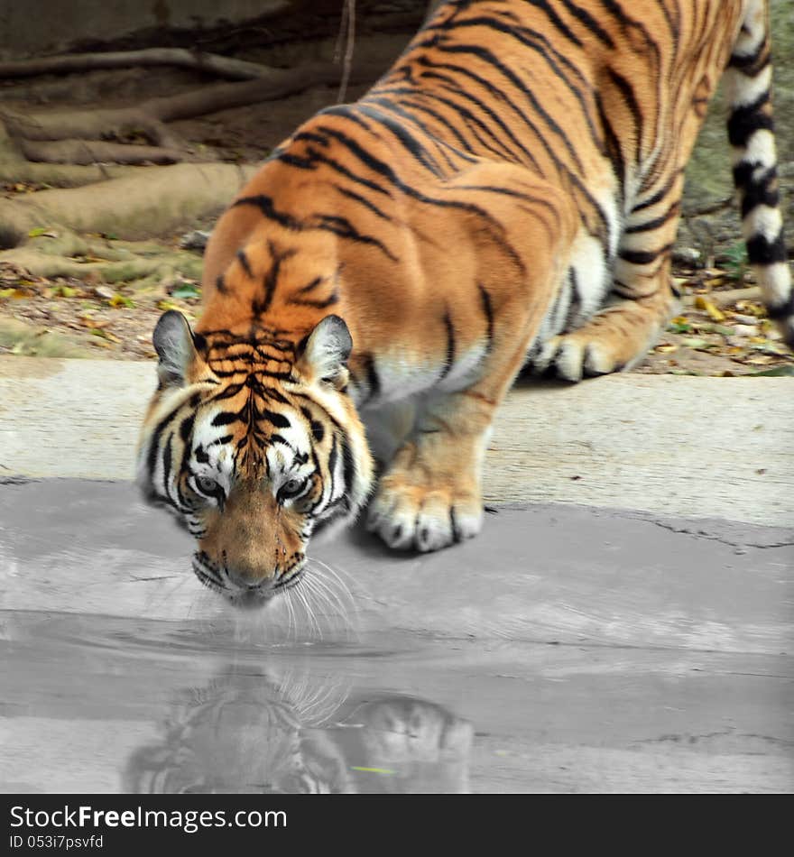 Amur Siberia Tiger