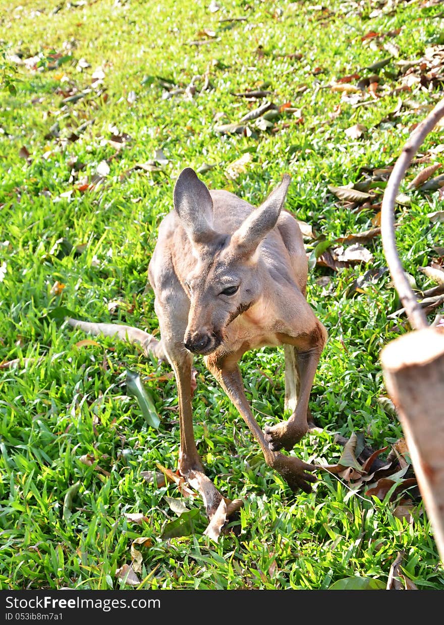 Young kangaroo in a zoo, thailand