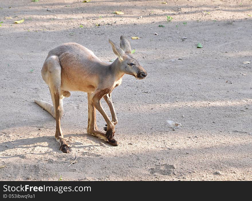 Grey Kangaroo on sand, thailand