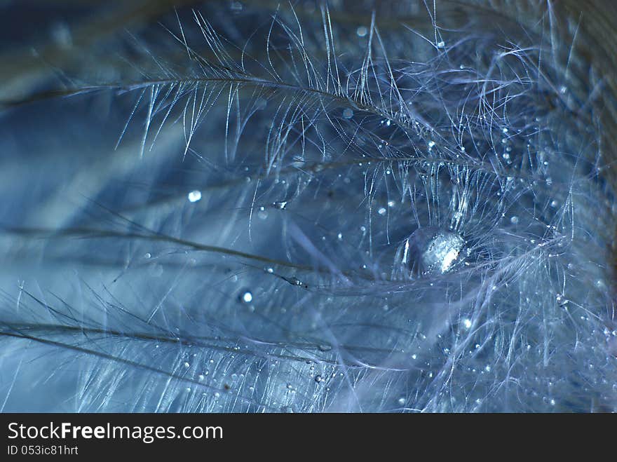 Drops texture on soft feathers