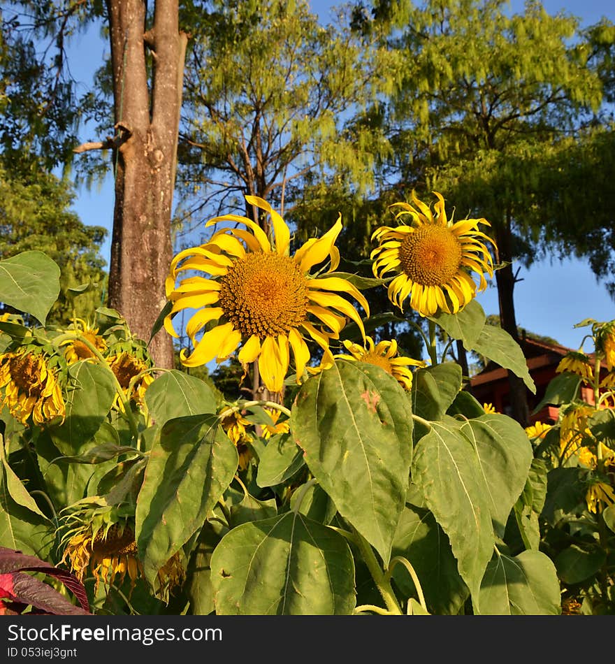 Beautiful sunflowers at field