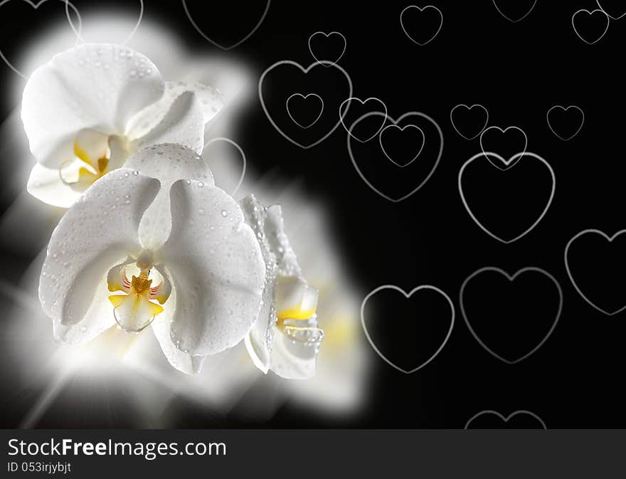 Background with white orchid and hearts