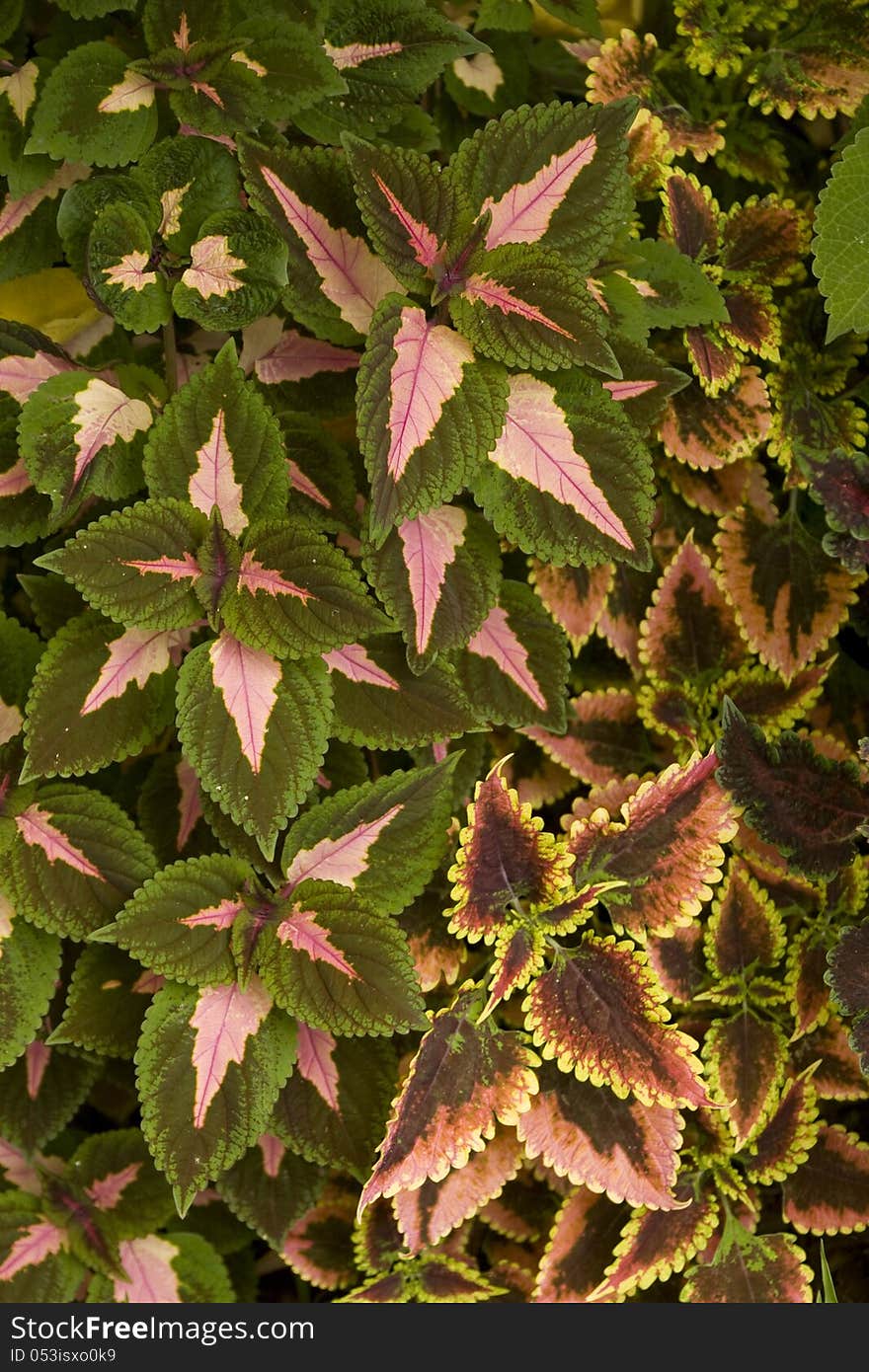 Coleus In A Home Garden