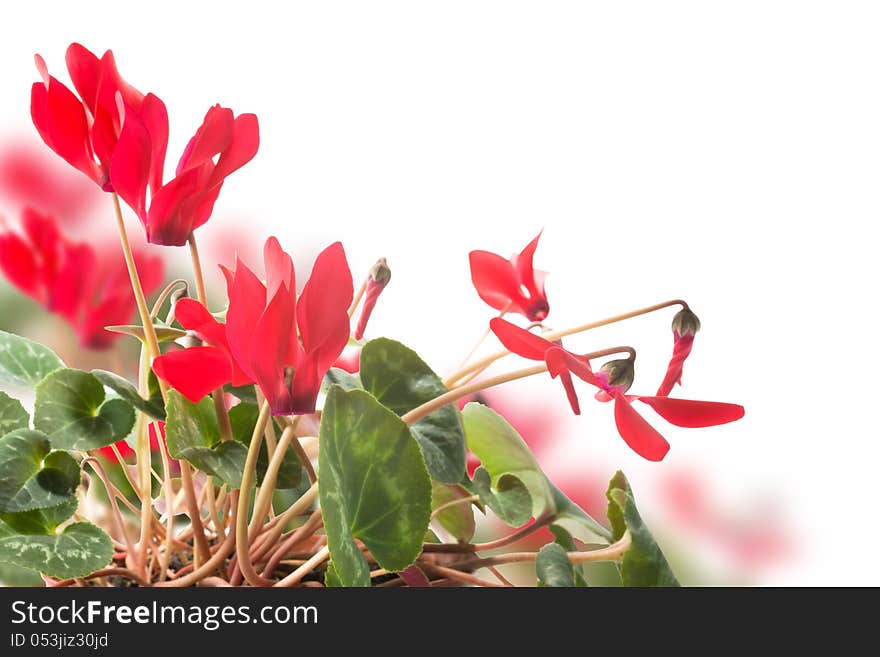 Red cyclamen flower on white, bokeh