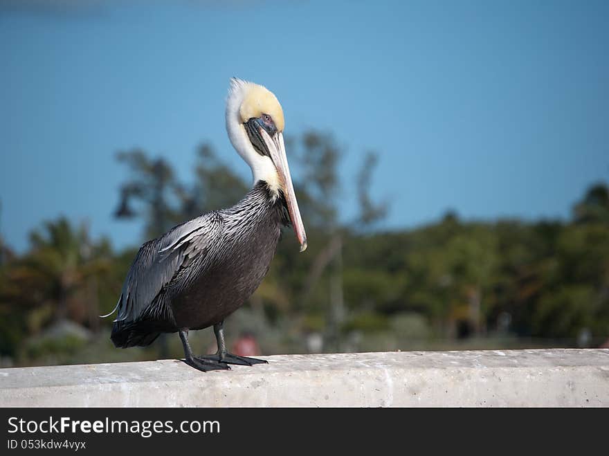 Pelican