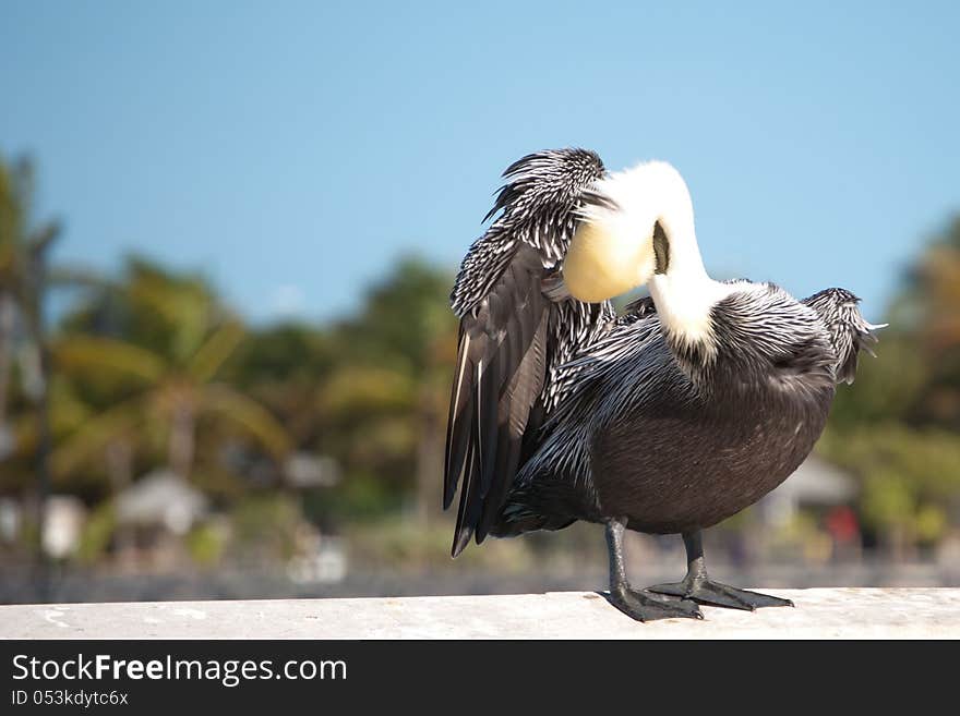 Pelican