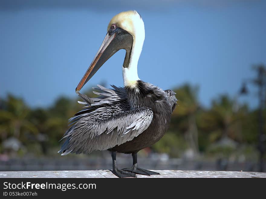 A Brown Pelican picking at it's feathers.