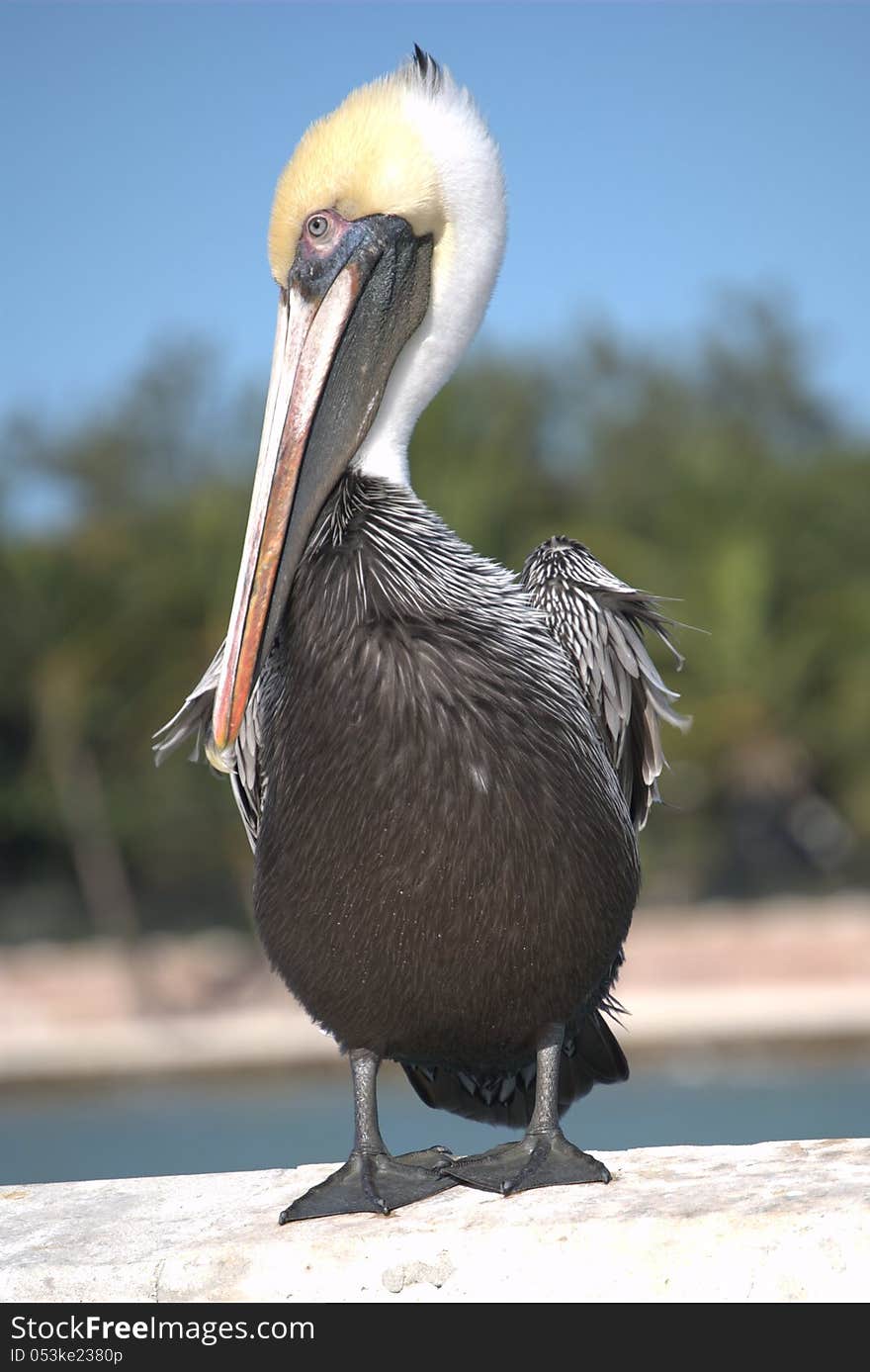 Pelican