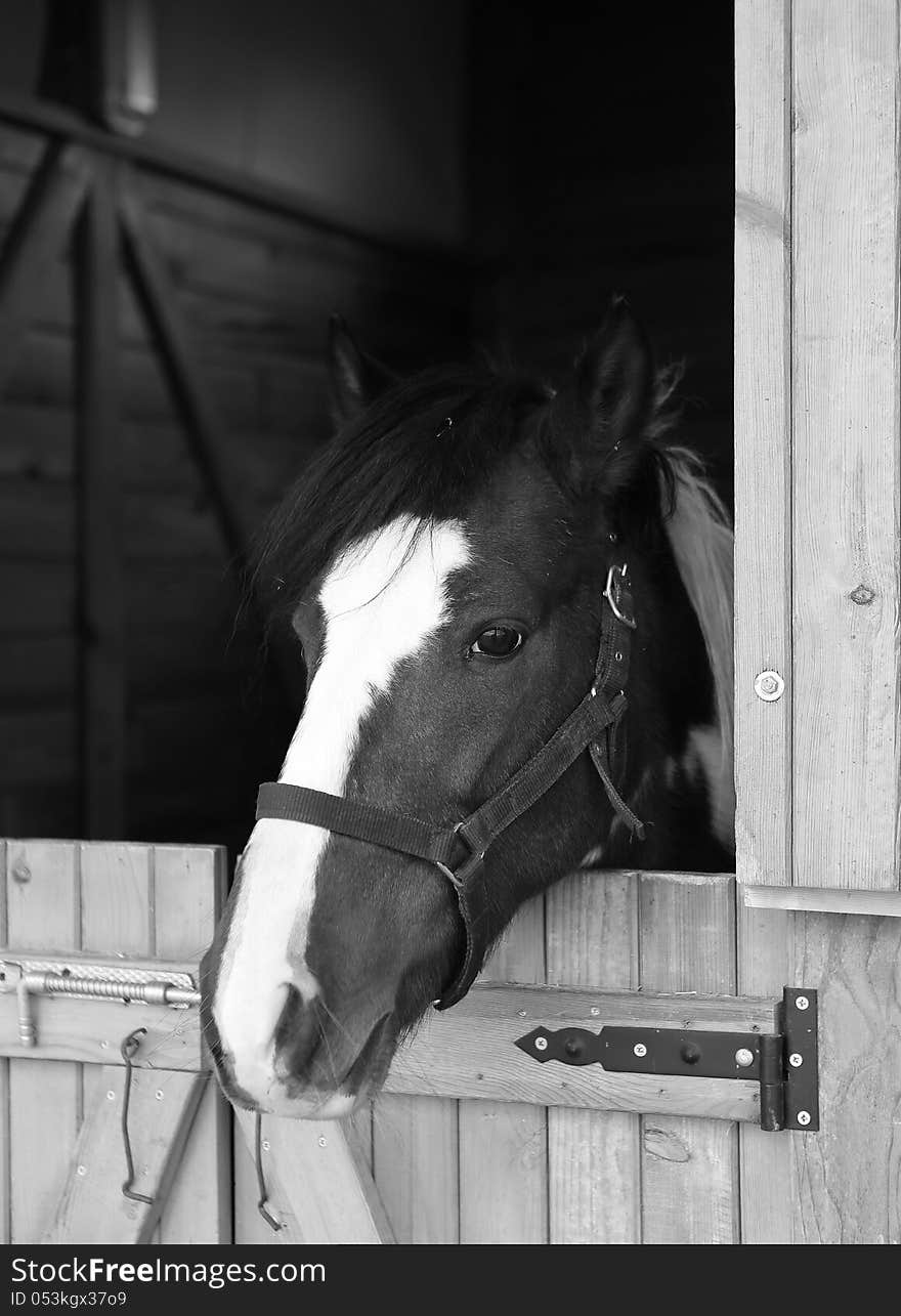 A thoroughbred horse is looking through the window of a livery stable monochrome. A thoroughbred horse is looking through the window of a livery stable monochrome