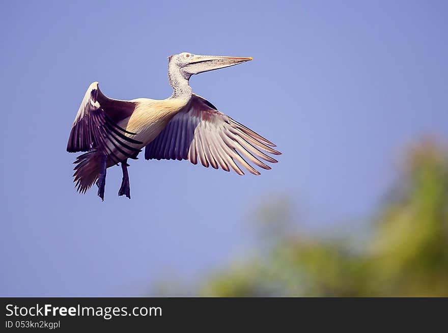 Aquatic bird with wings outstretched, about to land. Aquatic bird with wings outstretched, about to land