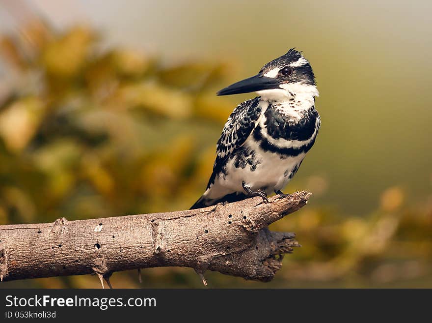 Pied Kingfisher