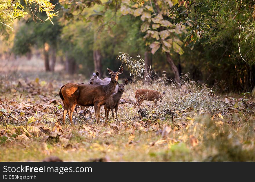 Deer family in a forest