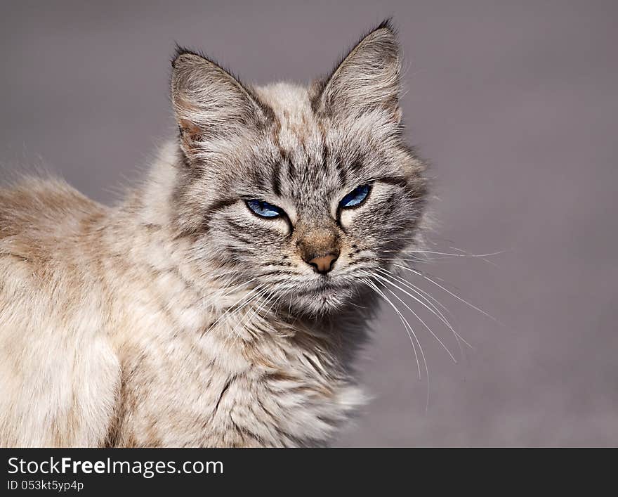 A morose blue eye tabby cat portrait. A morose blue eye tabby cat portrait