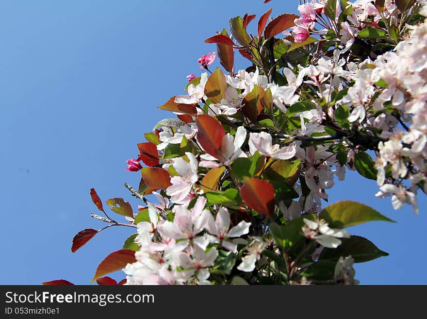 Spring flowering many delicate pink cherry blossom petals. Spring flowering many delicate pink cherry blossom petals