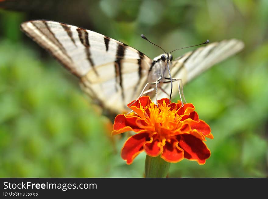 Butterfly podalirius on red flower