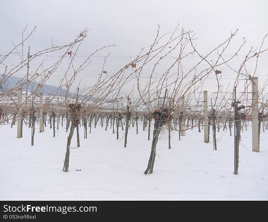 Vineyard in the winter time