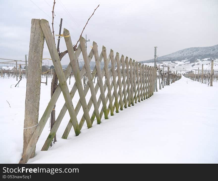 Vineyard in the winter time