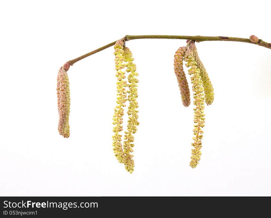 Catkins