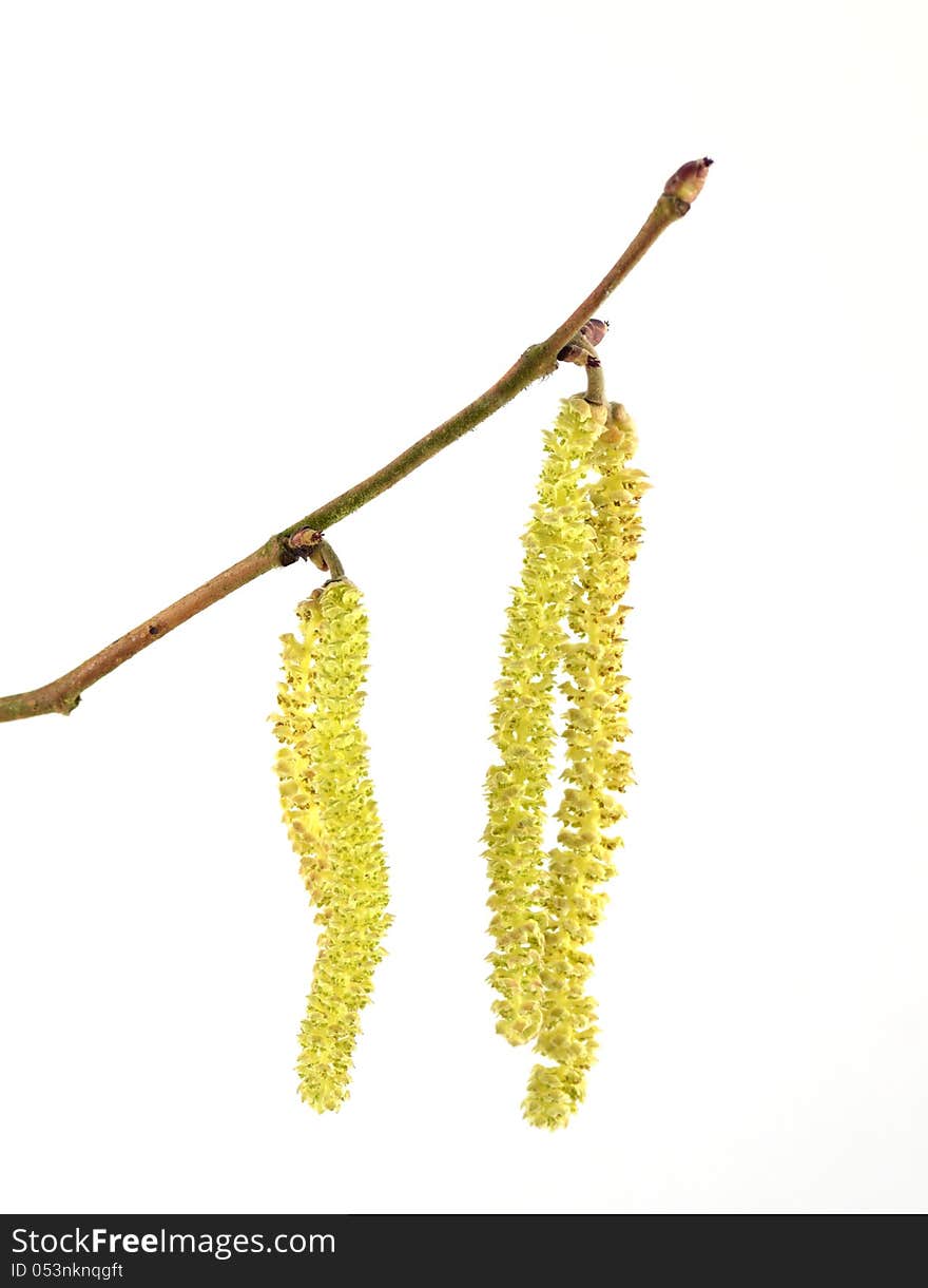 Hazel Catkins