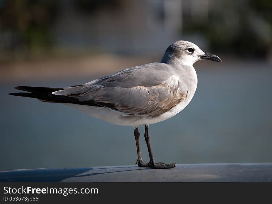 Seagull