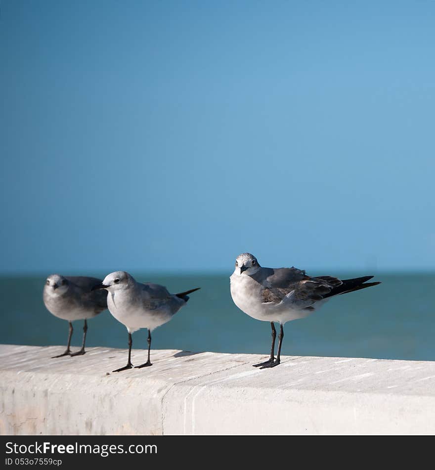 Three Seagulls