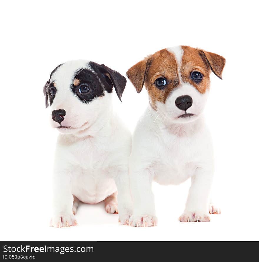 Puppies 2 months old, sitting in front of white background. Puppies 2 months old, sitting in front of white background