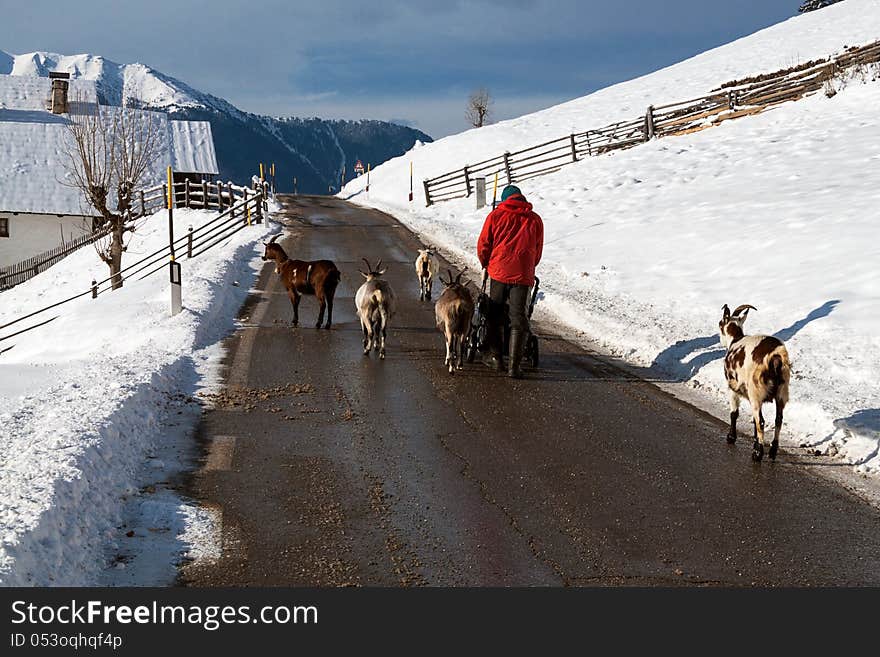 Goats grazing in south tyrol