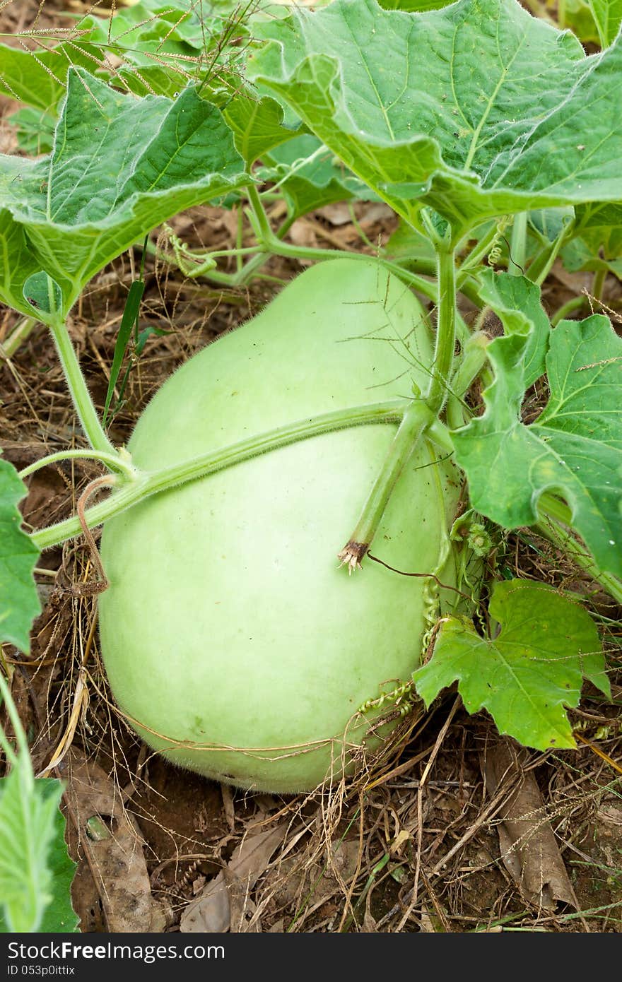 Fresh Calabash in an agricultural, thailand