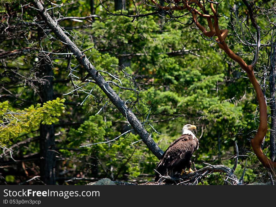 Eagle On Guard